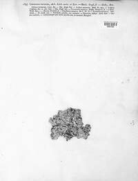 Ochrolechia tartarea image